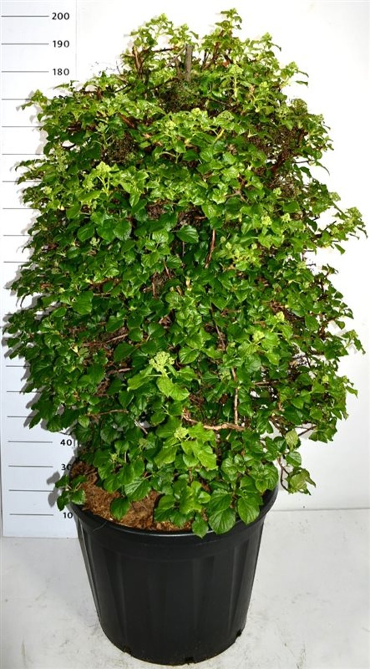 Hydrangea petiolaris - 170-180 CM Spiral Cont.